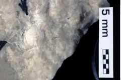 Foto (Detailansicht) von Coelopus hoheneggeri (Moericke, 1889) (NHMW-GEO-1990-0041-0238)